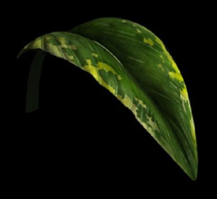 Leaf
